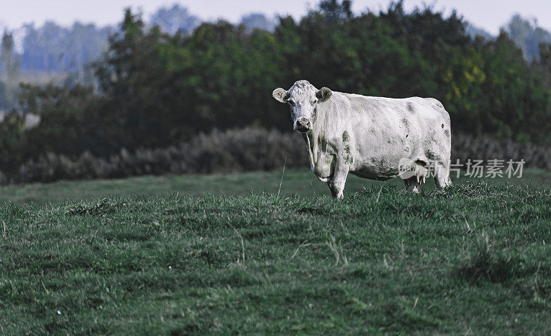 Les vaches au champs